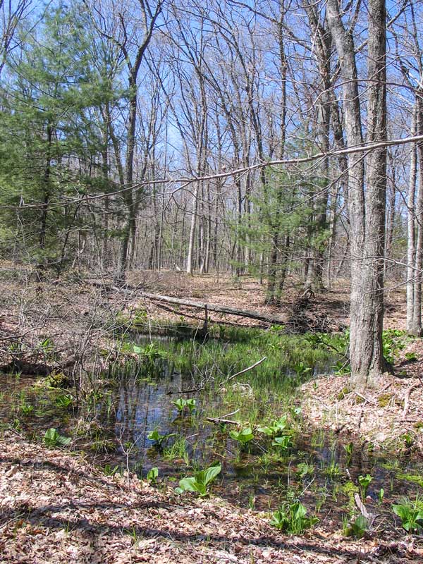 Vernal Pool Trail Norcross Wildlife Sanctuary & Foundation