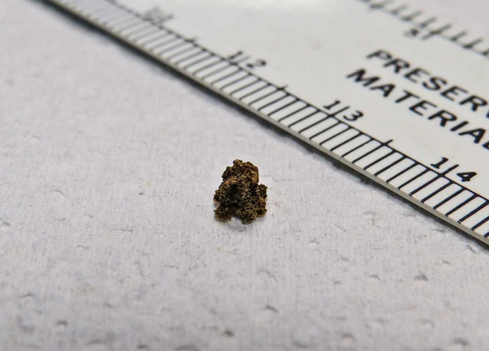 Pictures Of Moth Droppings
