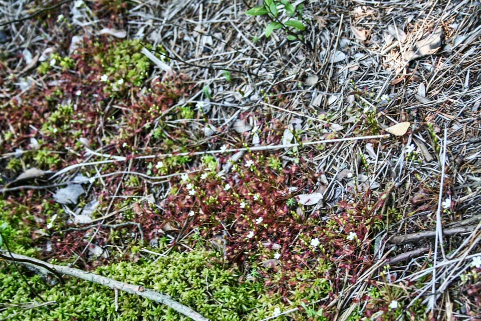The New Jersey Pine Barrens Norcross Wildlife Foundation