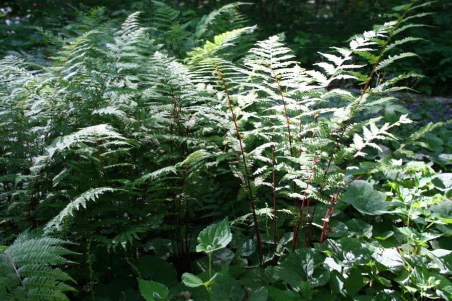 The “GoTo” Fern Norcross Wildlife Foundation