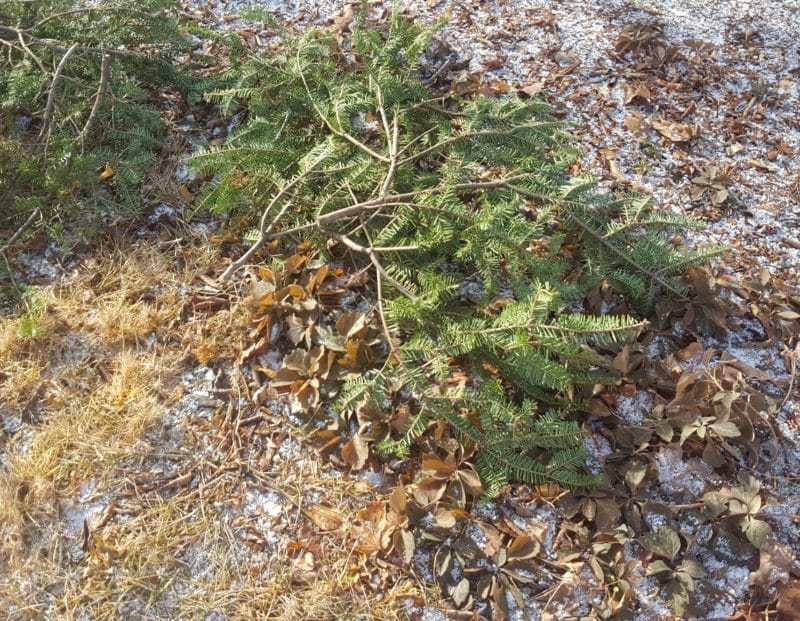 Winter Mulch Norcross Wildlife Foundation